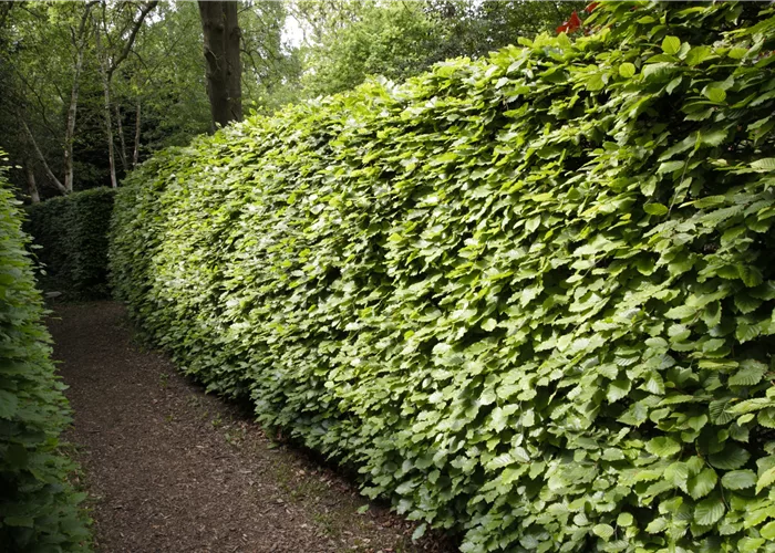 Sommergrüne Heckenpflanzen