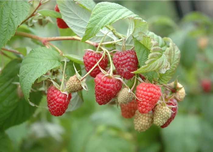 Himbeeren