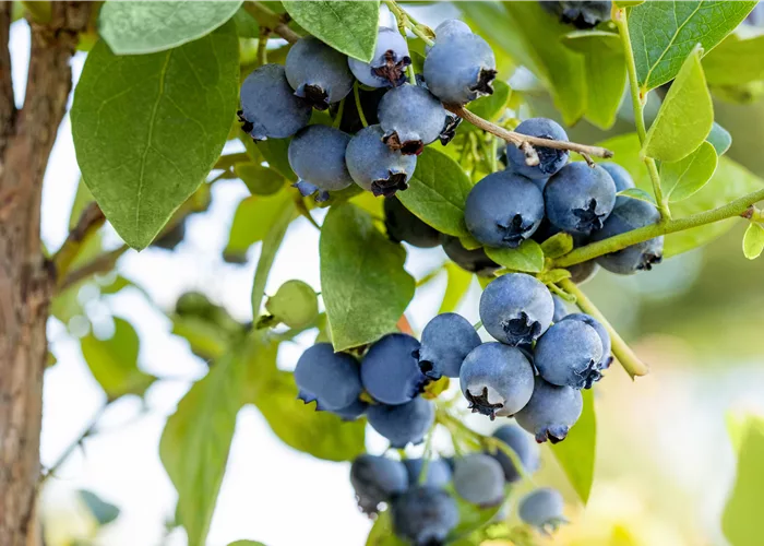 Heidelnbeeren, Cranberrys, Preiselbeeren