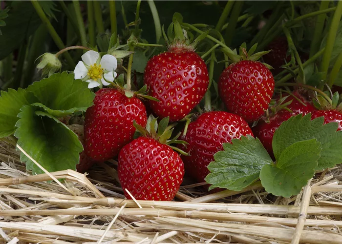 Erdbeeren