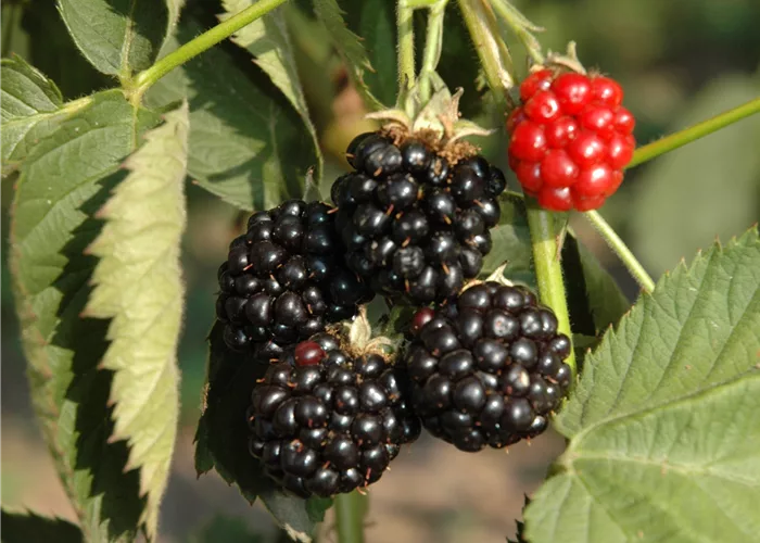 Brombeeren und Taybeeren