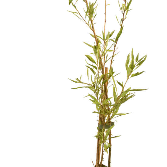 Lycium barbarum