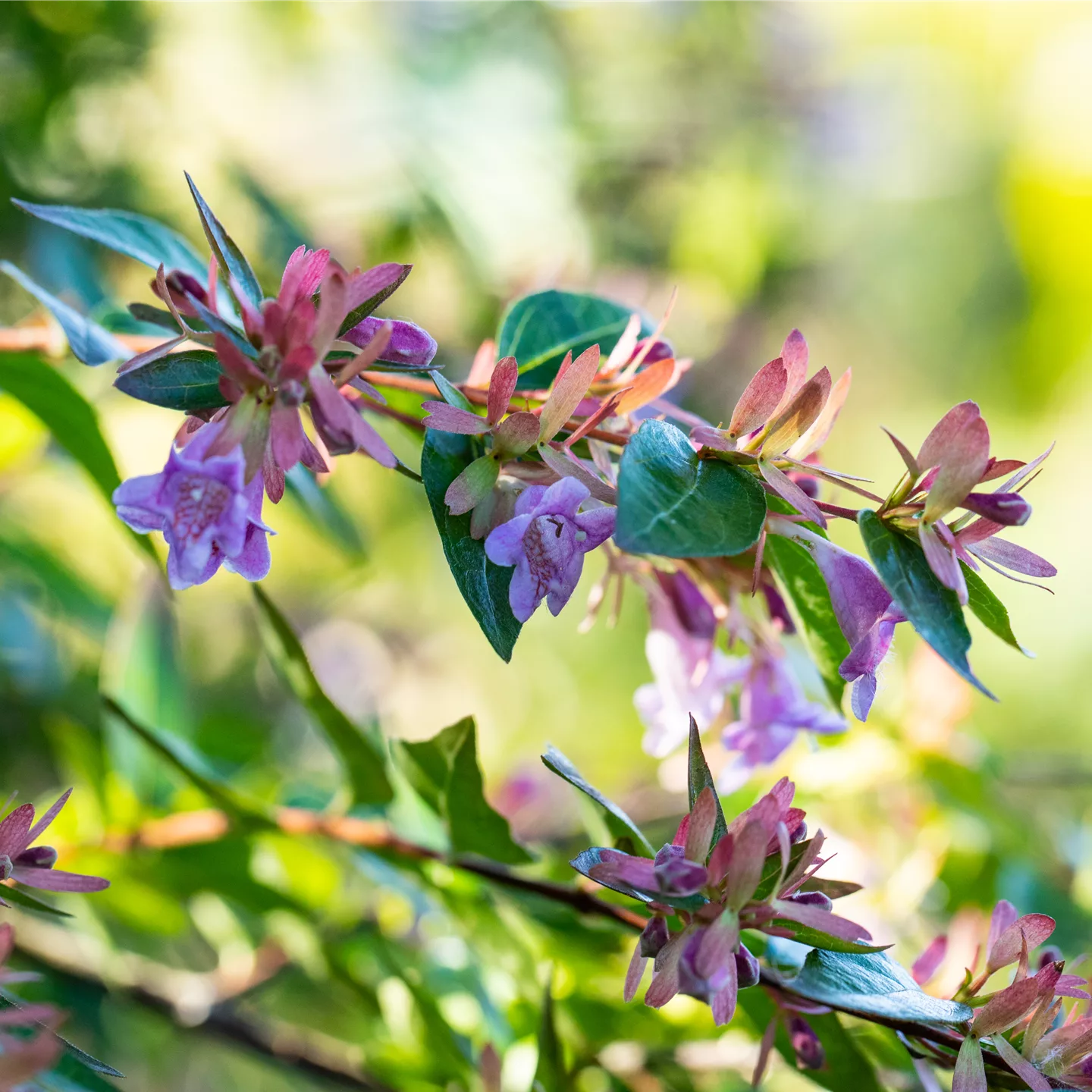 Abelia 'Edward Goucher' Abelia 'Edward Goucher'