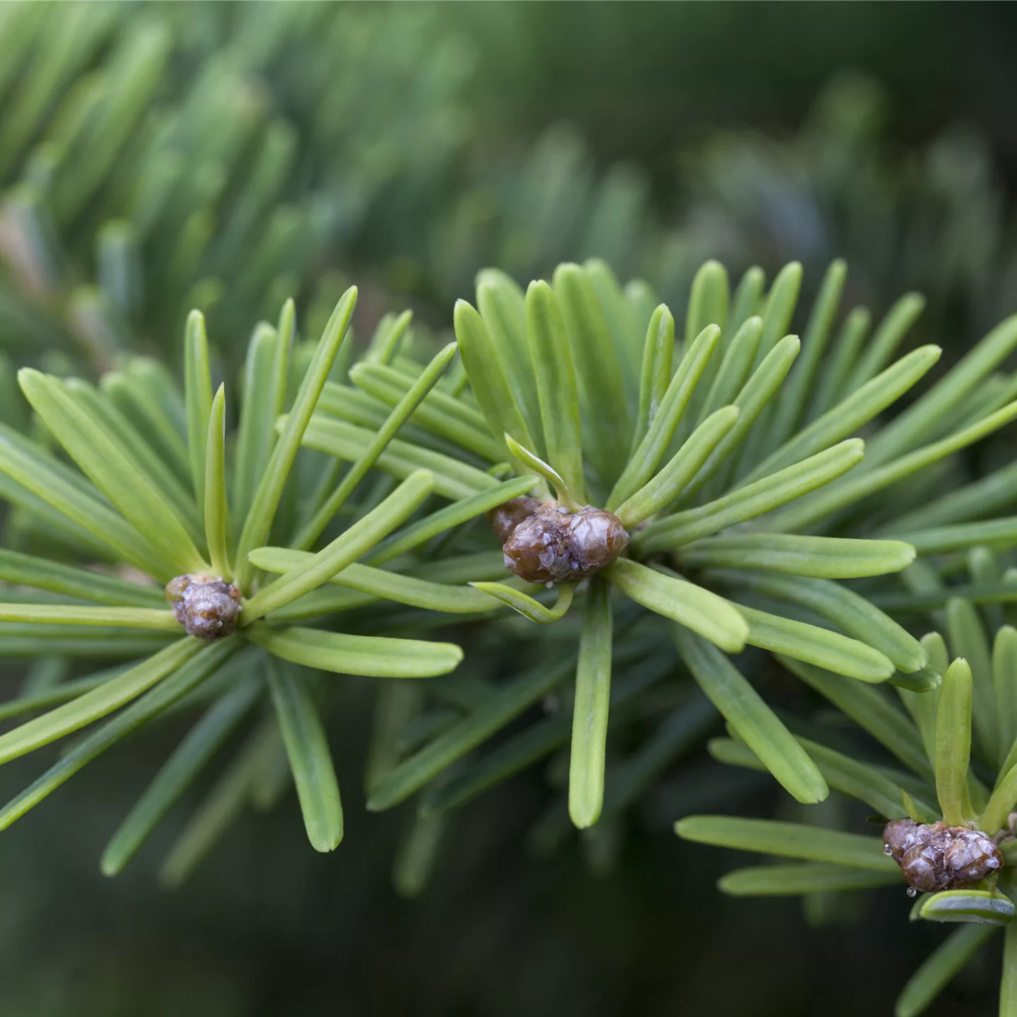 Abies balsamea 'Nana'