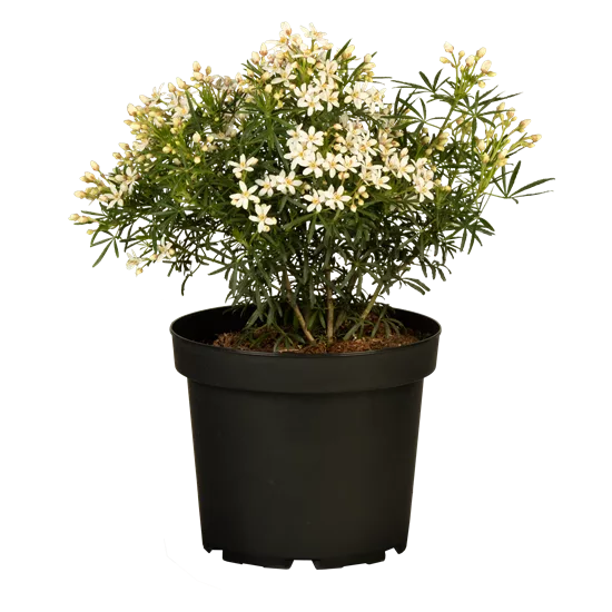 Choisya 'White Dazzler'