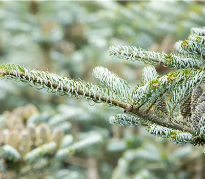 Abies koreana 'Silberlocke' Abies koreana 'Silberlocke'