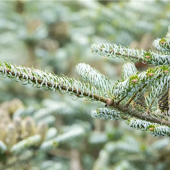 Abies koreana 'Silberlocke'