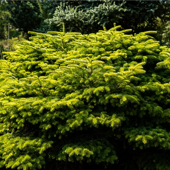 Abies nordmanniana 'Barabits Compact'