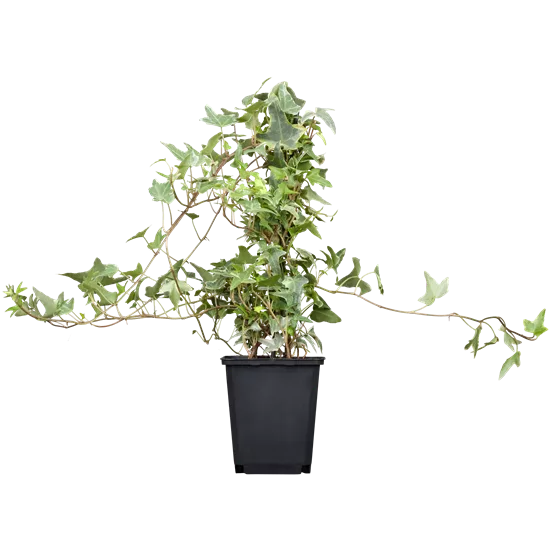 Hedera helix
