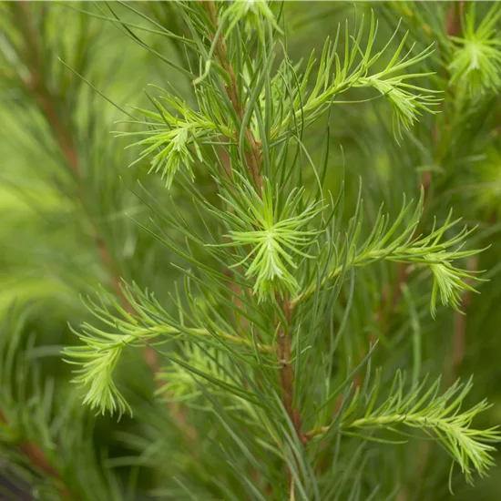 Larix decidua