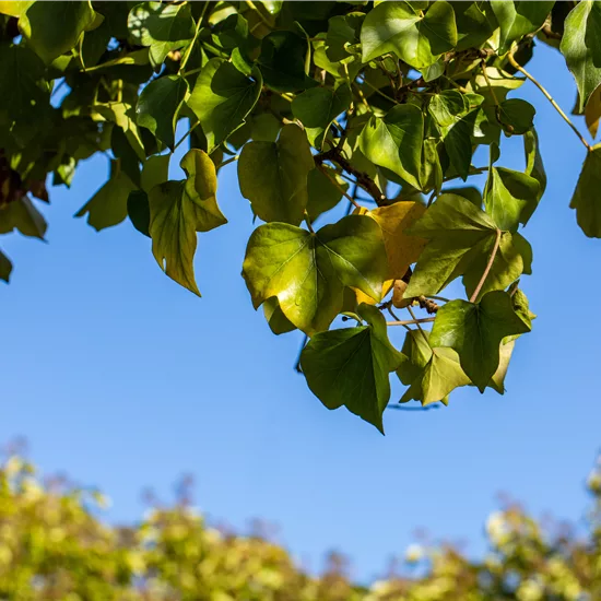 Hedera helix 'Arborescens'