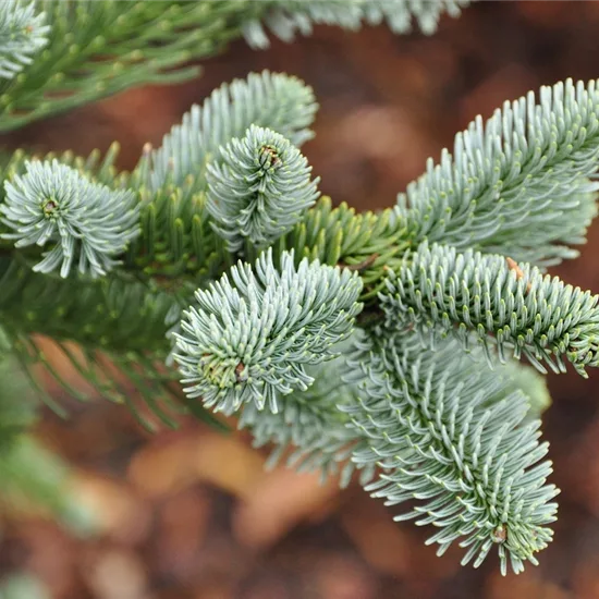 Abies procera 'Bizarro'
