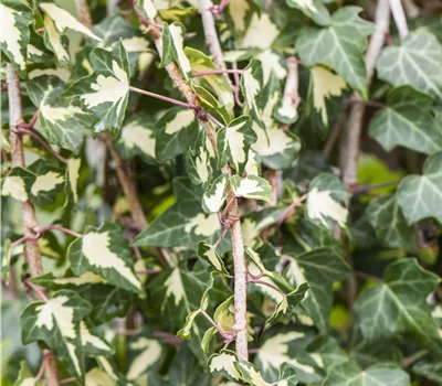 Hedera helix 'Goldheart'