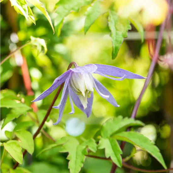 Clematis alpina 'Frances Rivis'