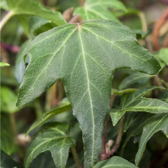 Hedera helix 'Green Ripple' 