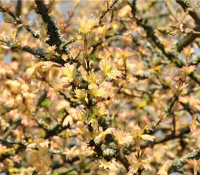 Acer campestre 'Carnival'