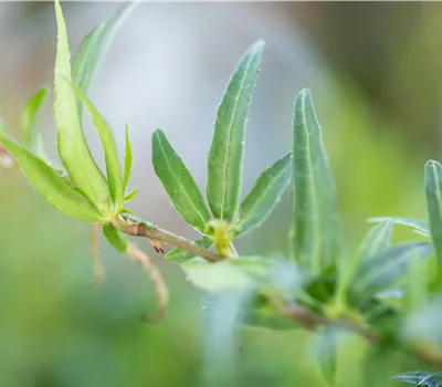 Hedera helix 'Sagittifolia'