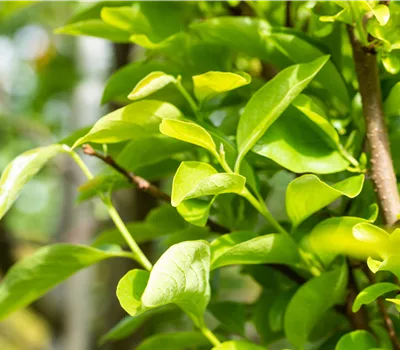 Diospyros kaki 'Vaniglia' Diospyros kaki 'Vaniglia'