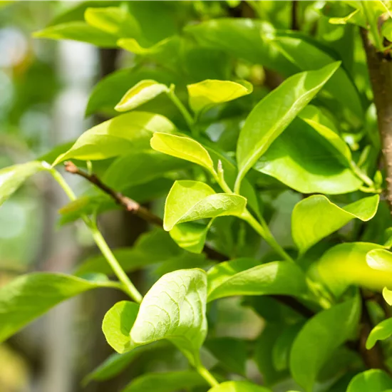 Diospyros kaki 'Vaniglia'