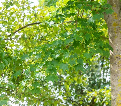 Acer cappadocicum 'Rubrum'