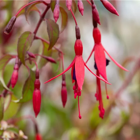 Fuchsia 'Riccartonii'