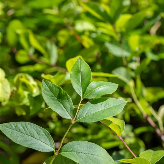 Lonicera purpusii (x)