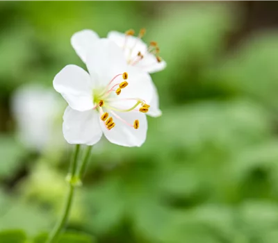 Geranium cantabrigiense (x) 'Biokovo' Geranium cantabrigiense (x) 'Biokovo'