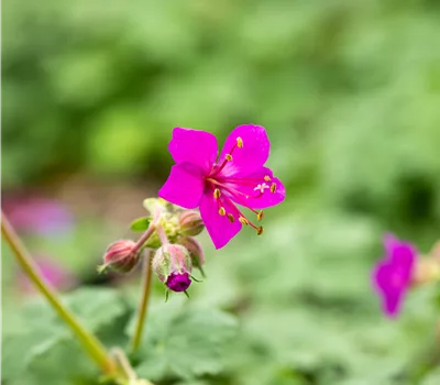 Geranium macrorrhizum 'Czakor' Geranium macrorrhizum 'Czakor'