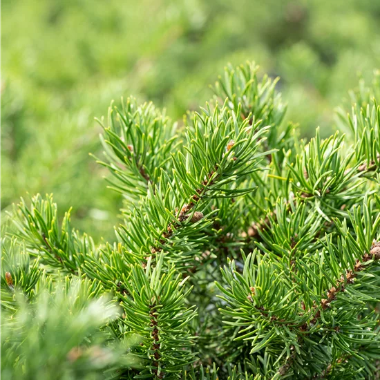 Pinus banksiana 'Velda'