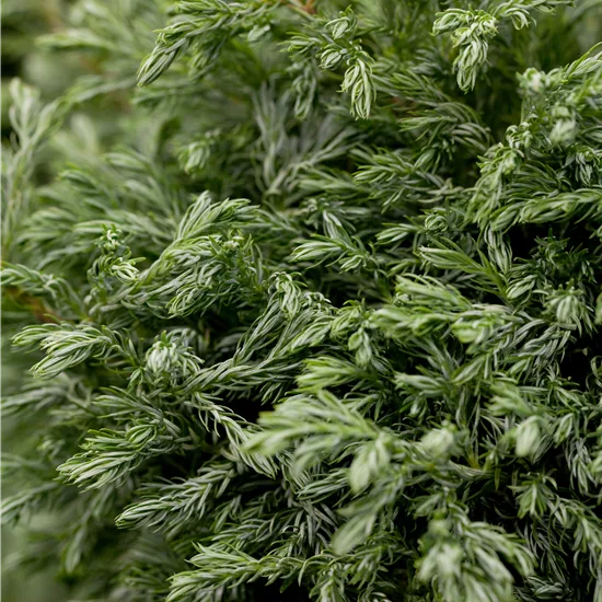 Chamaecyparis pisifera 'Boulevard'
