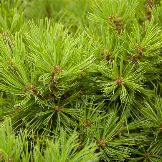 Pinus densiflora 'Low Glow'