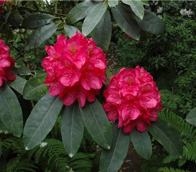 Rhododendron 'Halfdan lem'