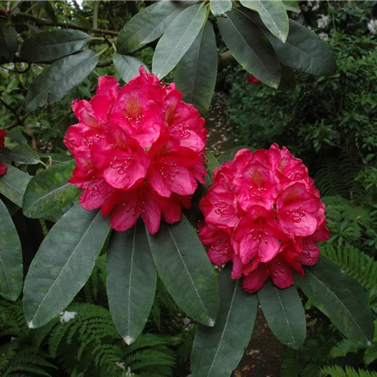 Rhododendron 'Halfdan lem'