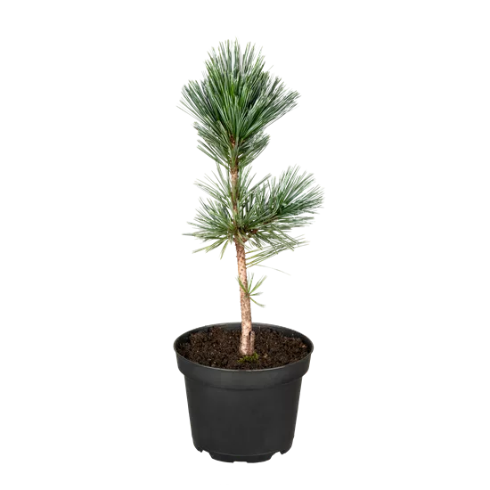 Pinus flexilis 'Vanderwolf's Pyramid'