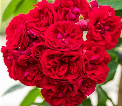 Rosa (Kletterrose) 'Chevy Chase'