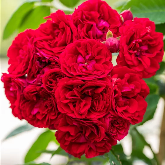 Rosa (Kletterrose) 'Chevy Chase'