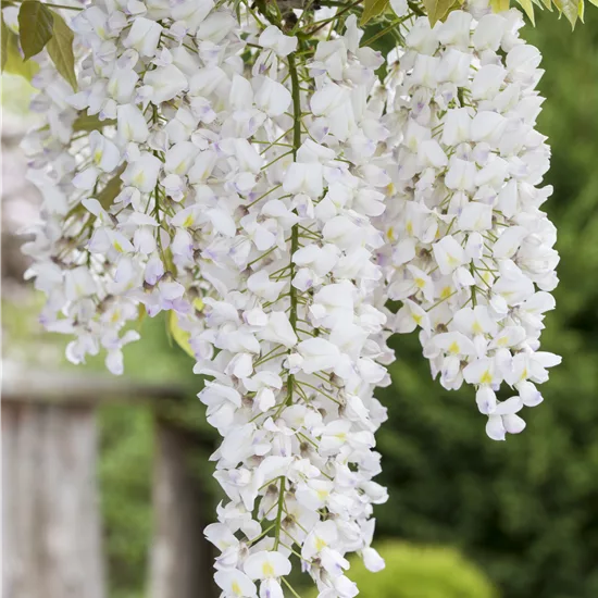 Wisteria floribunda 'Shiro-noda'