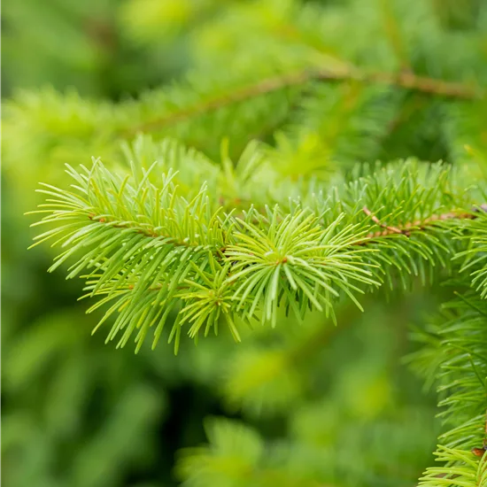 Pseudotsuga menziesii