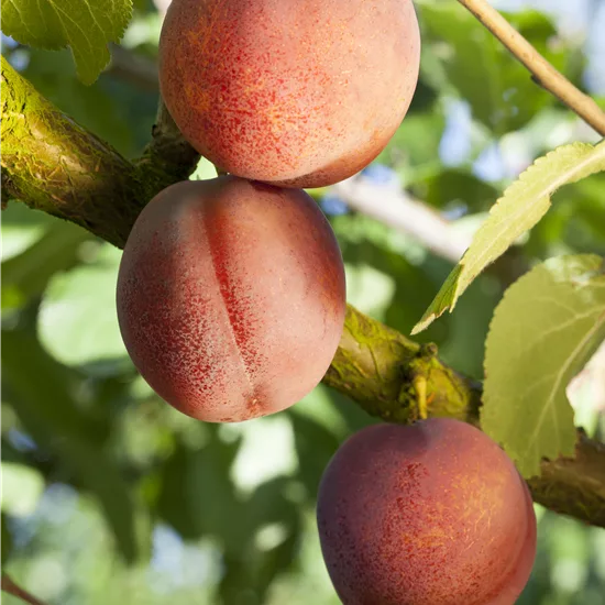 Prunus (Aprikose) 'Ungarische Beste'