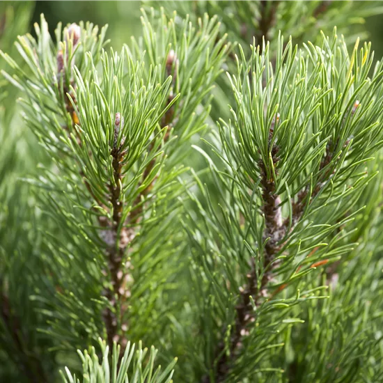 Pinus mugo 'Carsten's Wintergold'