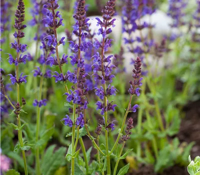 Salvia nemorosa 'Ostfriesland'