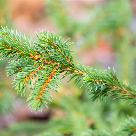 Picea abies 'Maxwellii'