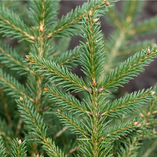 Picea abies 'Repens'