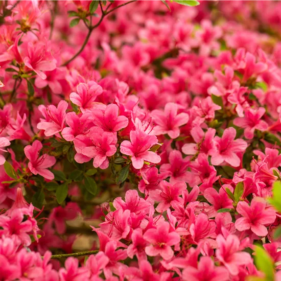 Rhododendron (Japanische Azalee) 'Arabesk'