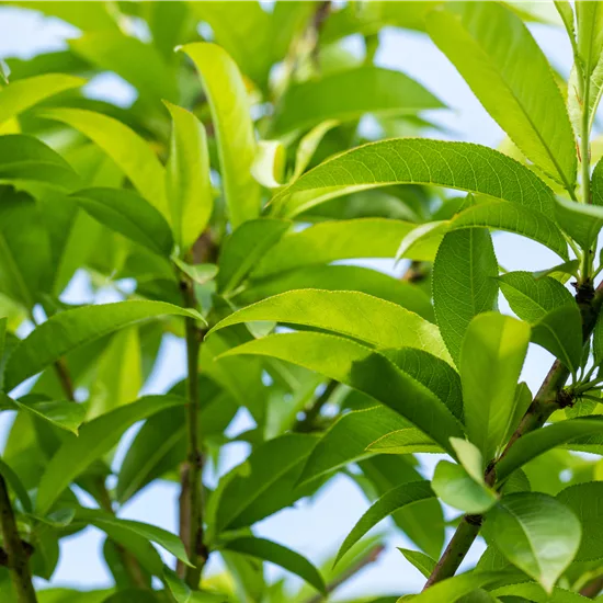 Prunus (Pfirsich) 'Benedicte'