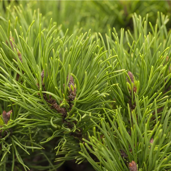 Pinus mugo 'Winter Gold'
