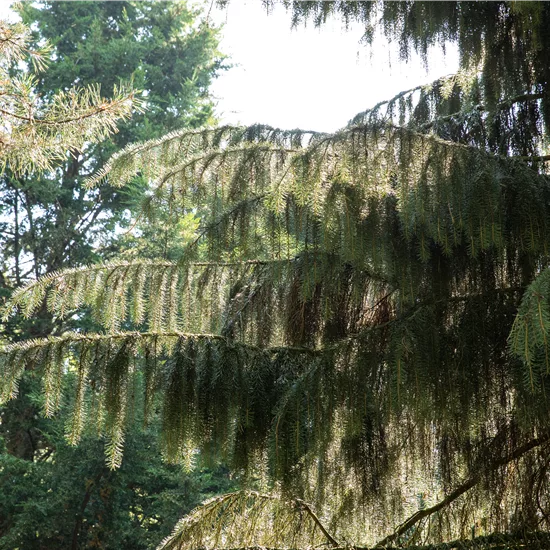 Picea breweriana