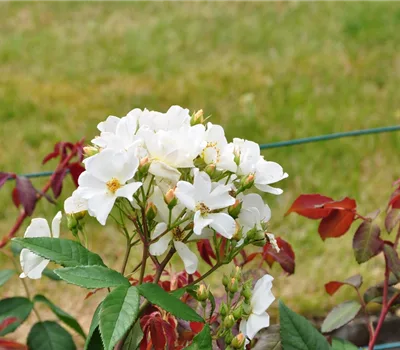 Rosa moschata Rosa moschata