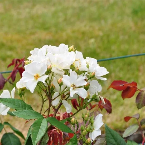 Rosa moschata