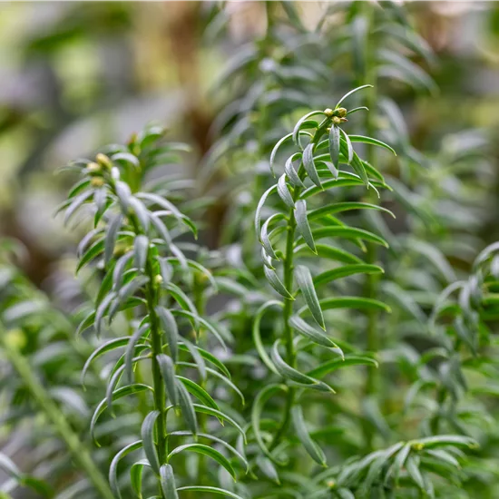 Taxus media (x) 'Rising Star' 
